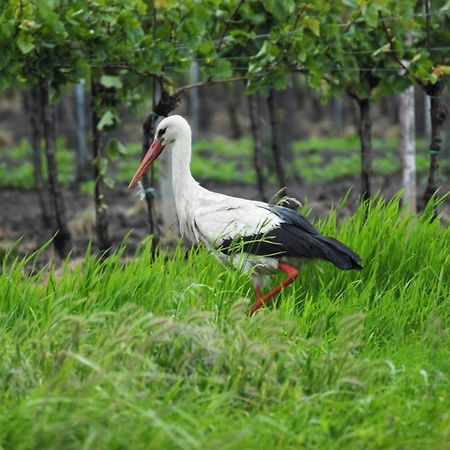 Pension & Weingut Storchenblick إلميتز المظهر الخارجي الصورة
