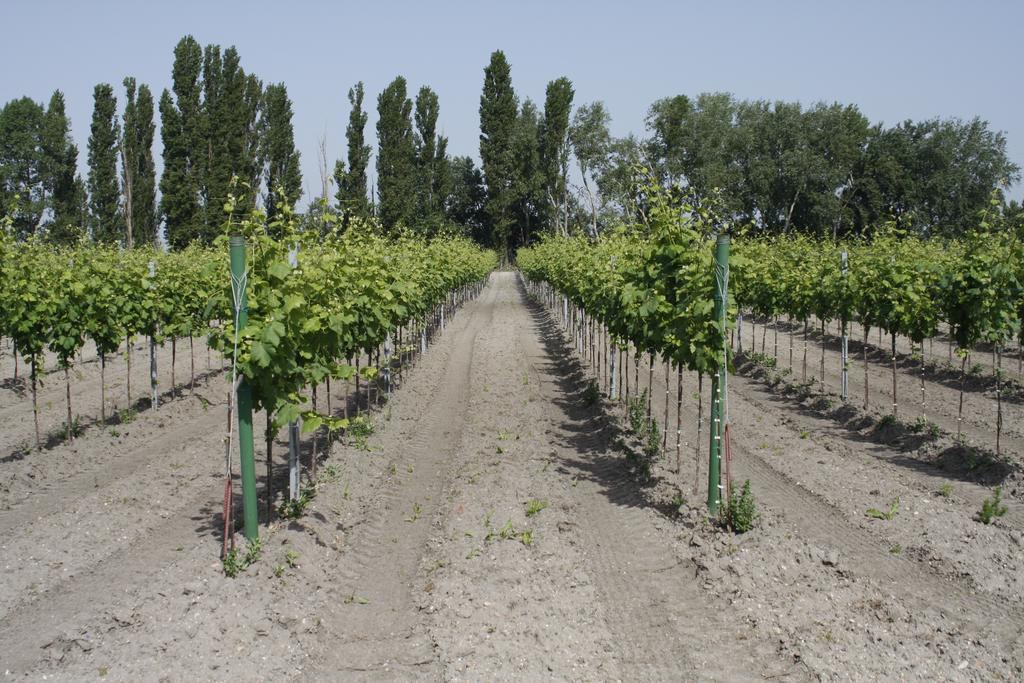 Pension & Weingut Storchenblick إلميتز المظهر الخارجي الصورة